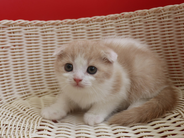 おすすめの子猫画像