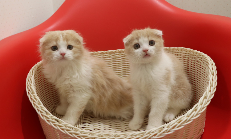 スコティッシュフォールドの子猫画像