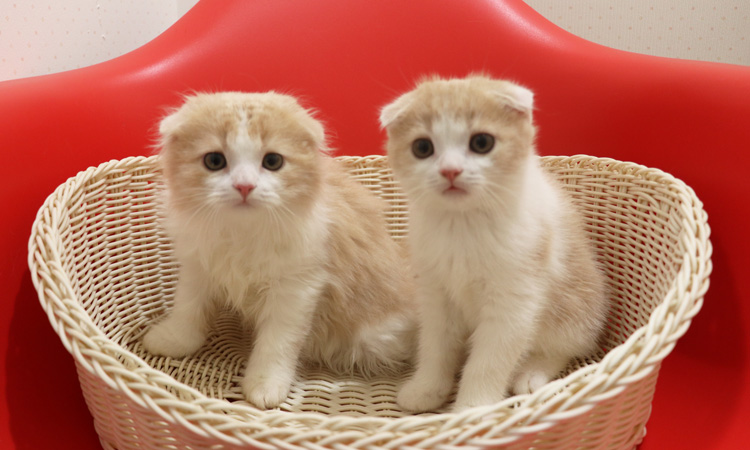 スコティッシュフォールドの子猫画像