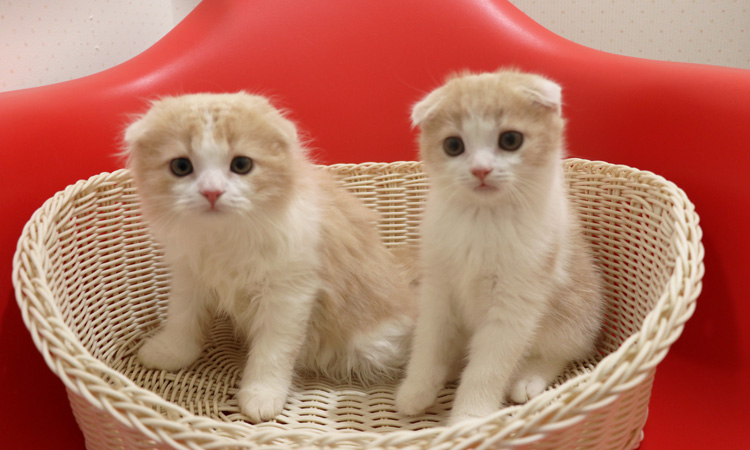 スコティッシュフォールドの子猫画像