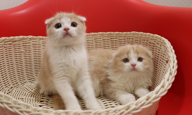 スコティッシュフォールドの子猫画像