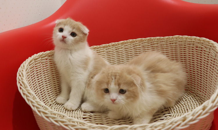 スコティッシュフォールドの子猫画像