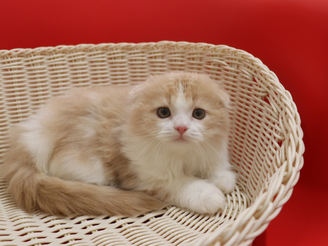 スコティッシュフォールドの子猫画像