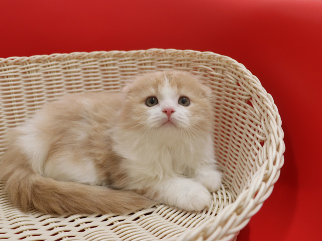 スコティッシュフォールドの子猫画像
