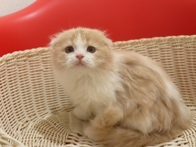 スコティッシュフォールドの子猫画像