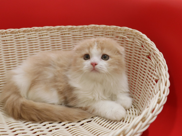 スコティッシュフォールドの子猫画像