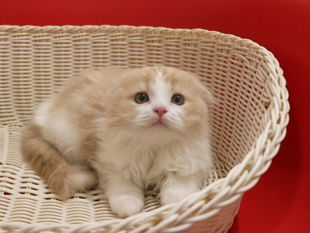 スコティッシュフォールドの子猫画像