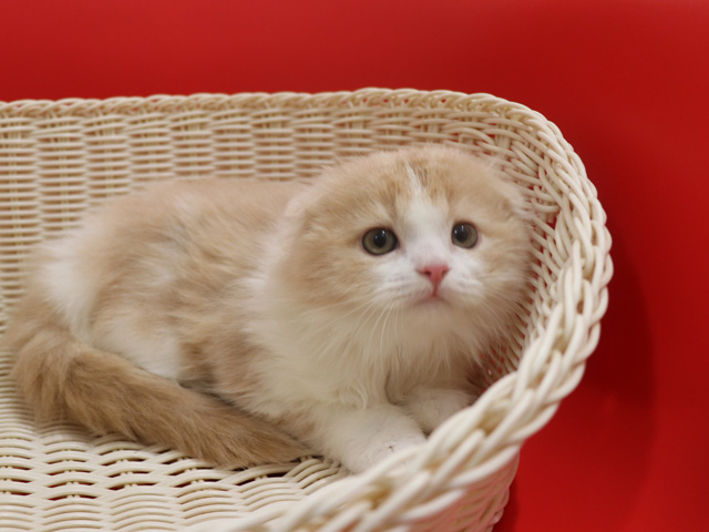 スコティッシュフォールドの子猫画像