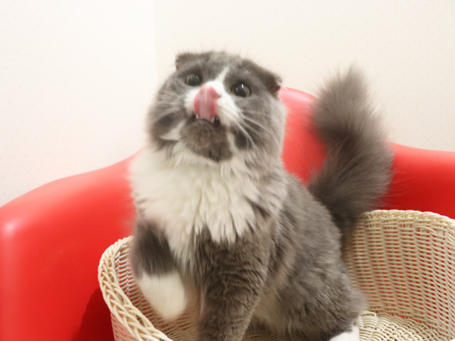 �X�R�e�B�b�V���t�H�[���h�̎q�L�摜