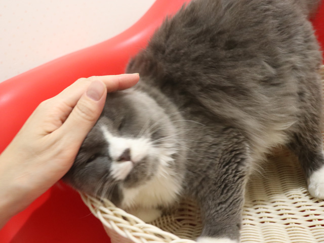 �X�R�e�B�b�V���t�H�[���h�̎q�L�摜