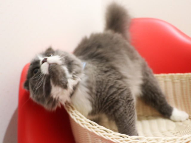 �X�R�e�B�b�V���t�H�[���h�̎q�L�摜