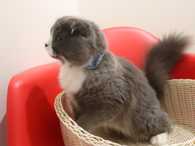 �X�R�e�B�b�V���t�H�[���h�̎q�L�摜