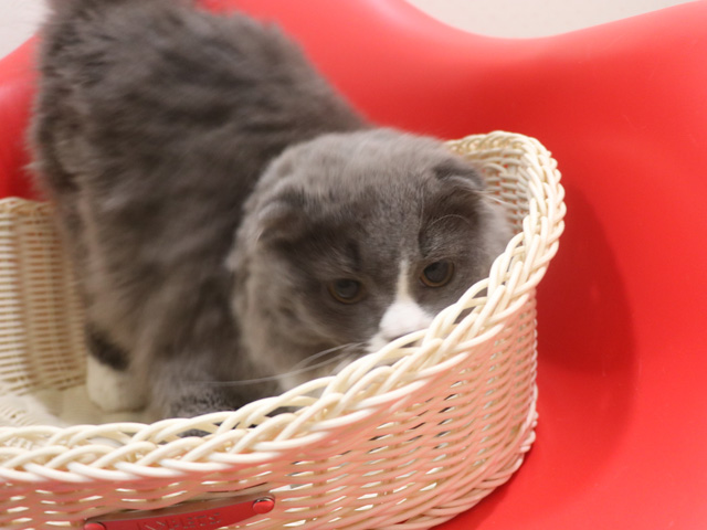 �X�R�e�B�b�V���t�H�[���h�̎q�L�摜