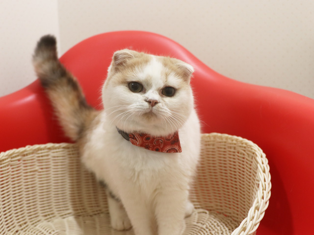 �X�R�e�B�b�V���t�H�[���h�q�L�摜