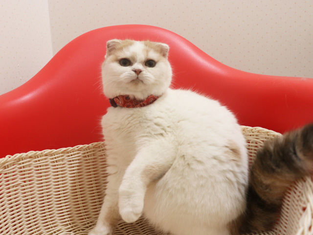 �X�R�e�B�b�V���t�H�[���h�̎q�L�摜