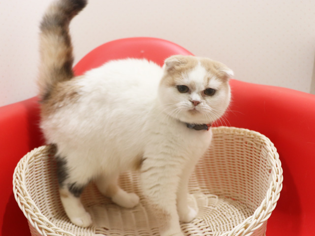 �X�R�e�B�b�V���t�H�[���h�̎q�L�摜