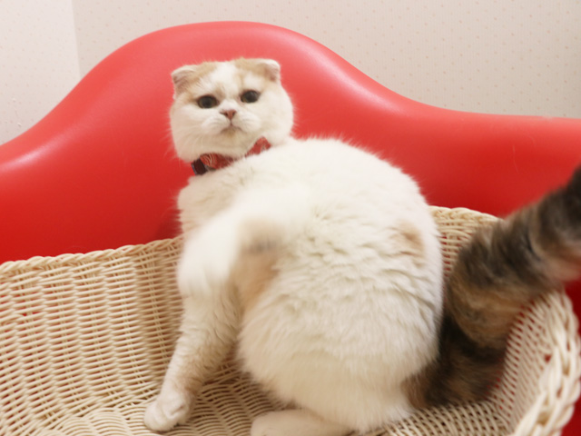 �X�R�e�B�b�V���t�H�[���h�̎q�L�摜