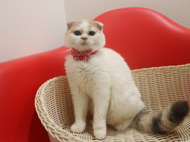スコティッシュフォールド子猫画像