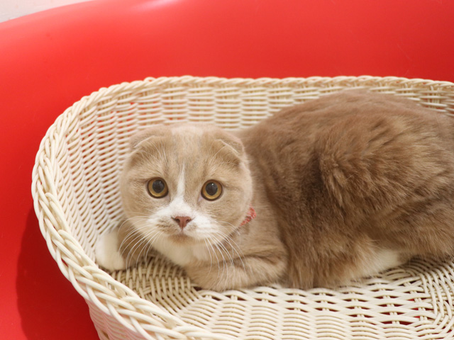 スコティッシュフォールド子猫画像