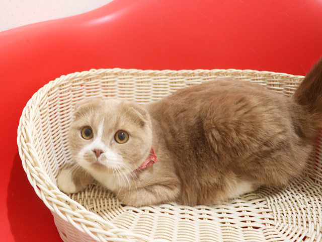 �X�R�e�B�b�V���t�H�[���h�̎q�L�摜