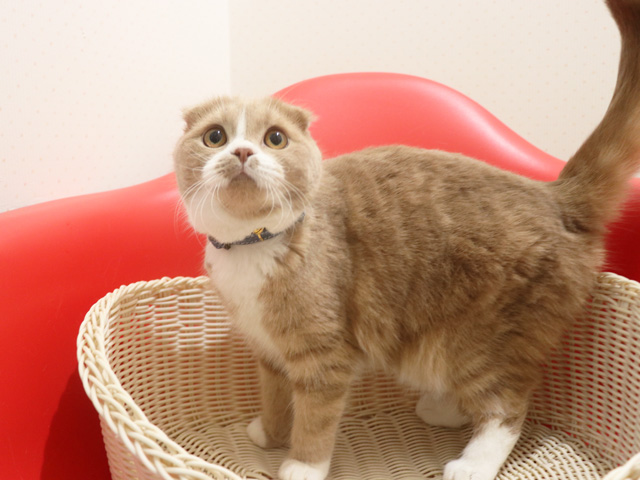 �X�R�e�B�b�V���t�H�[���h�̎q�L�摜