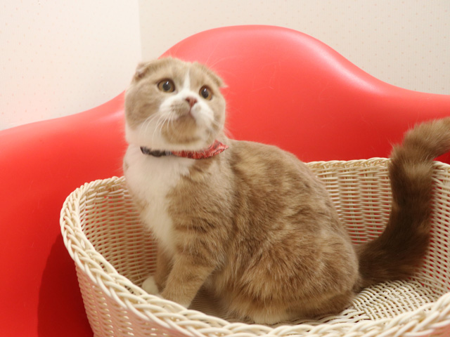 �X�R�e�B�b�V���t�H�[���h�̎q�L�摜