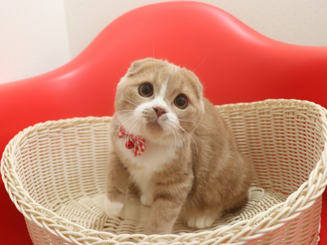 スコティッシュフォールド子猫画像