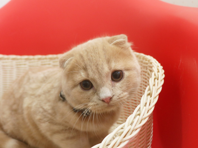 �X�R�e�B�b�V���t�H�[���h�̎q�L�摜