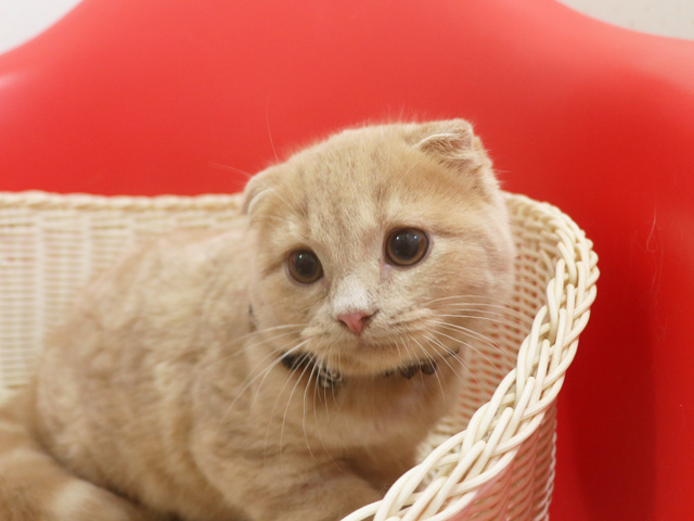 �X�R�e�B�b�V���t�H�[���h�̎q�L�摜