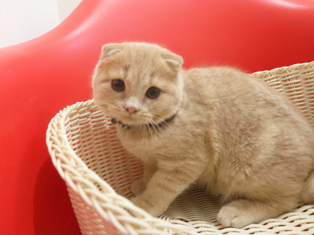 10���~�ȉ��̎q�L