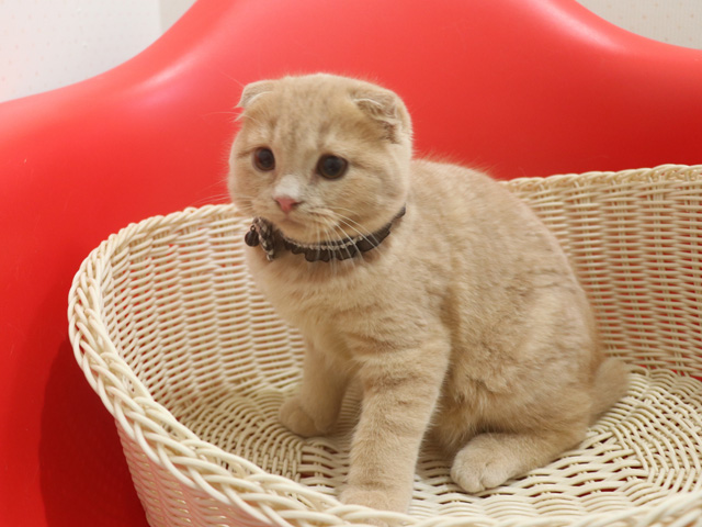 �X�R�e�B�b�V���t�H�[���h�̎q�L�摜