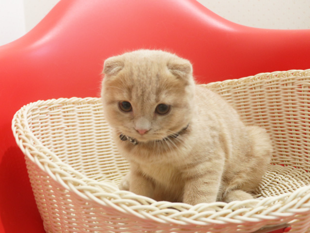 �X�R�e�B�b�V���t�H�[���h�̎q�L�摜