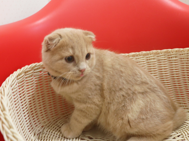 �X�R�e�B�b�V���t�H�[���h�̎q�L�摜