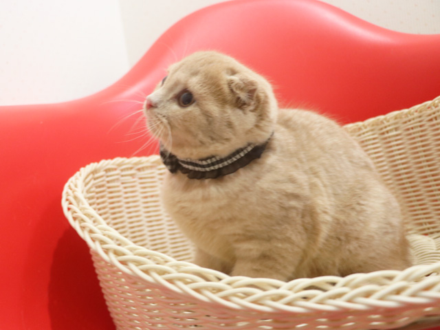 �X�R�e�B�b�V���t�H�[���h�̎q�L�摜