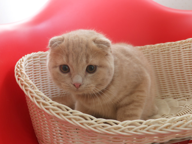 �X�R�e�B�b�V���t�H�[���h�q�L�摜