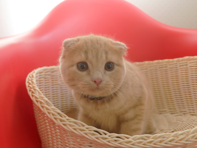 �X�R�e�B�b�V���t�H�[���h�̎q�L�摜