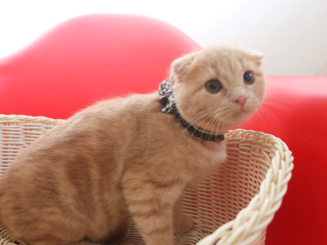 �X�R�e�B�b�V���t�H�[���h�̎q�L�摜