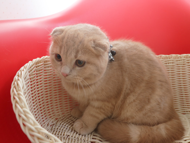 �X�R�e�B�b�V���t�H�[���h�̎q�L�摜