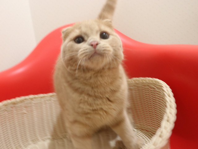 �X�R�e�B�b�V���t�H�[���h�̎q�L�摜