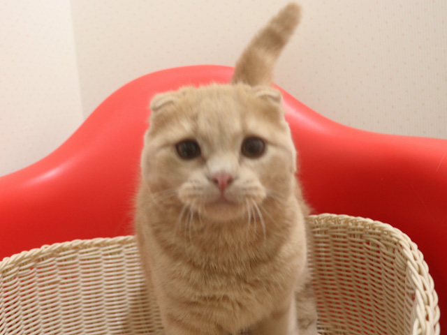 �X�R�e�B�b�V���t�H�[���h�̎q�L�摜