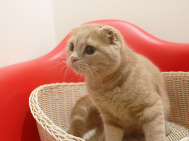 �X�R�e�B�b�V���t�H�[���h�̎q�L�摜