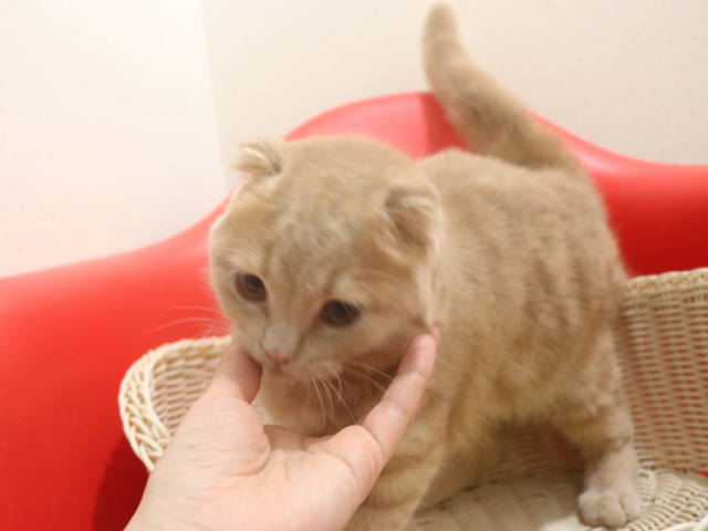 �X�R�e�B�b�V���t�H�[���h�̎q�L�摜