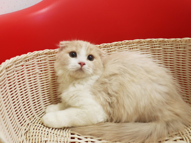 スコティッシュフォールド子猫画像