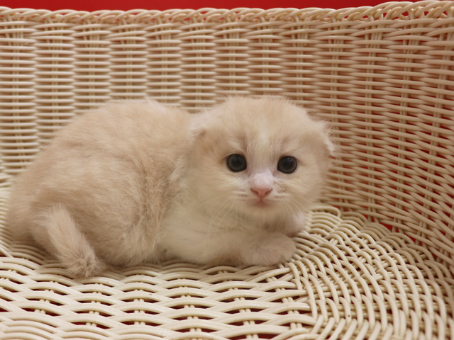 スコティッシュフォールド子猫画像