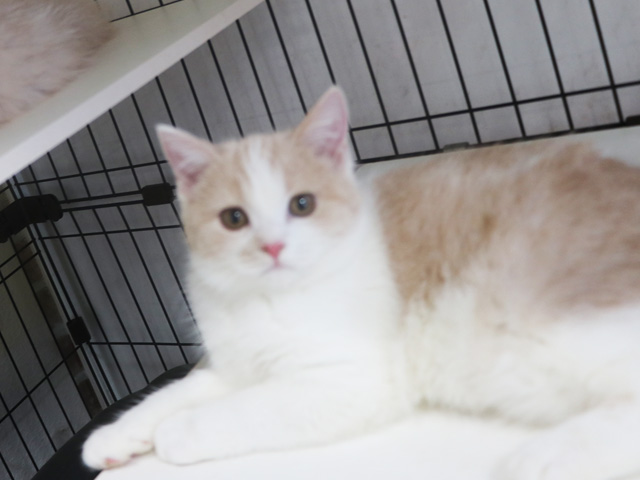 �X�R�e�B�b�V���t�H�[���h�̎q�L�摜