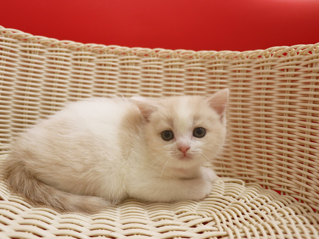 スコティッシュフォールド子猫画像
