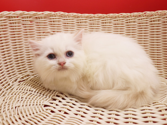 �X�R�e�B�b�V���t�H�[���h�̎q�L�摜