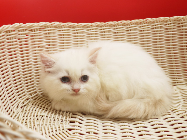 �X�R�e�B�b�V���t�H�[���h�̎q�L�摜