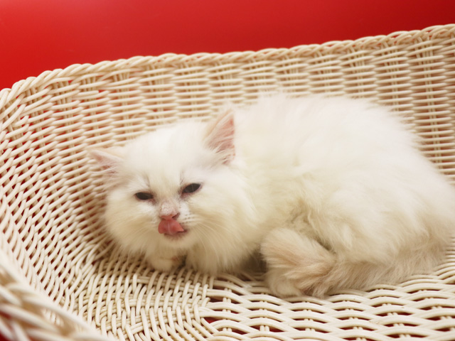 �X�R�e�B�b�V���t�H�[���h�̎q�L�摜