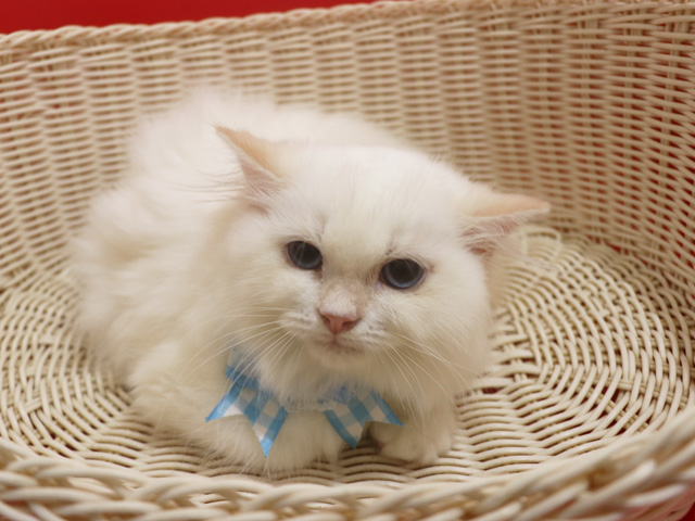 �X�R�e�B�b�V���t�H�[���h�q�L�摜